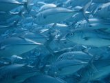 Sipadan Trevally