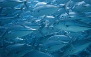 Sipadan Trevally