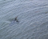 Ushuaia Penguin