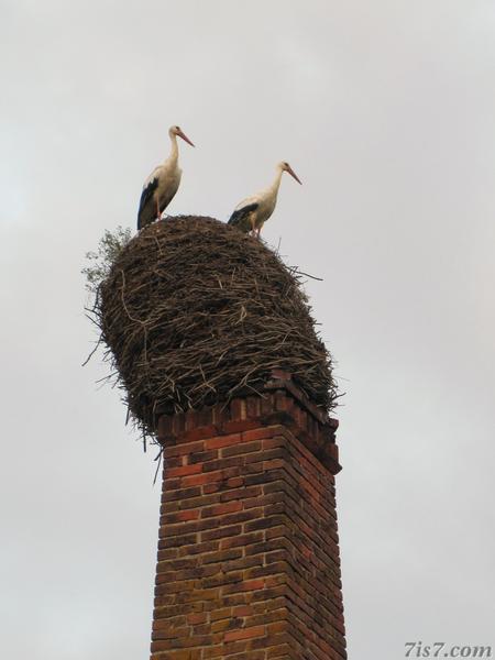 Tilted stork nest with storks on a chimney near Kiidjärv in 2010