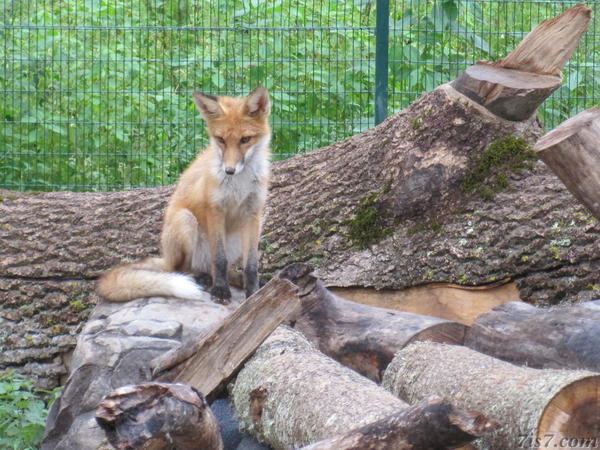 Zoo Fox