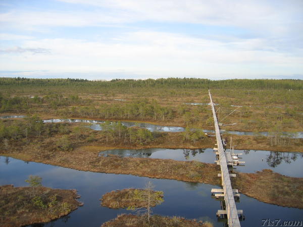 Boardwalk through the bog.