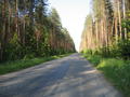 Forest&nbsp;Road