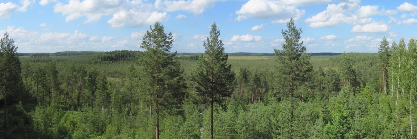 Meenikunno Bog Panorama