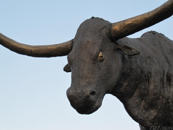 Rakvere Bull