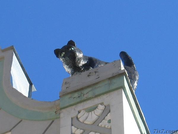 Cat on roof