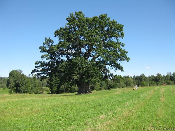 Tamme-Lauri Oak