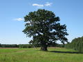 Previous Photo