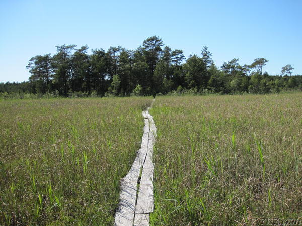 Walking path on planks through Valgejärv bog