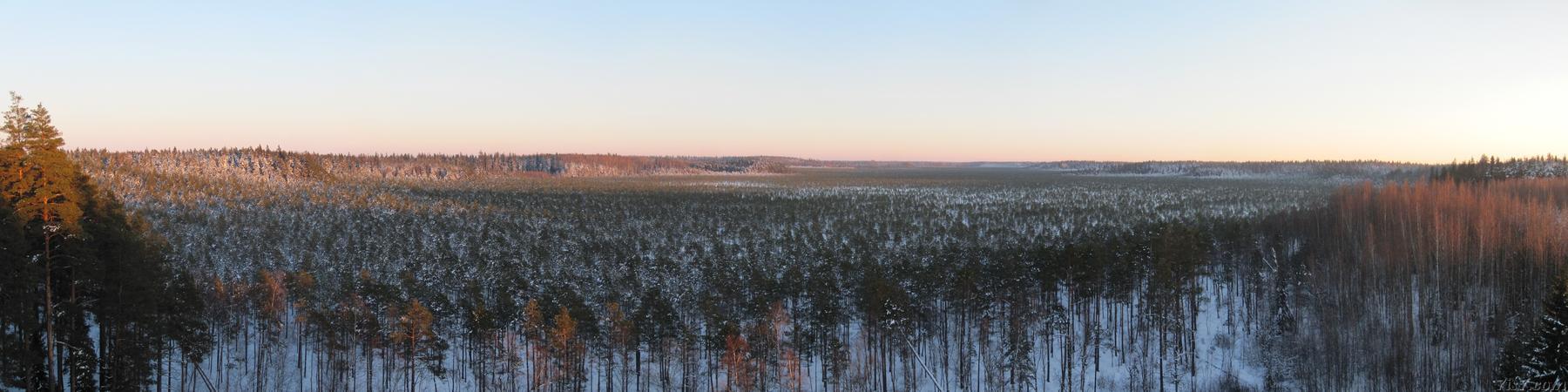 Panorama of Valgesoo bog in winter