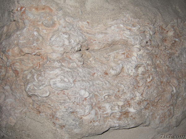 Fossils in the walls