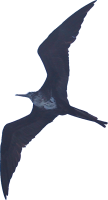 Flying frigate