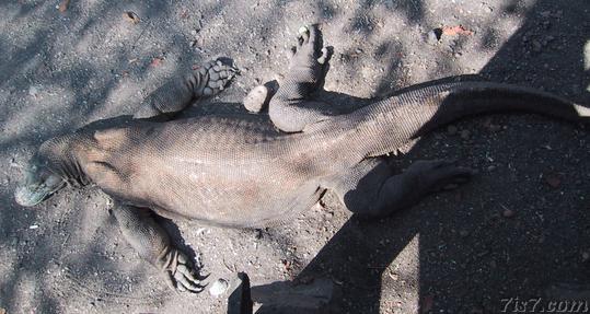Komodo dragon sleeping