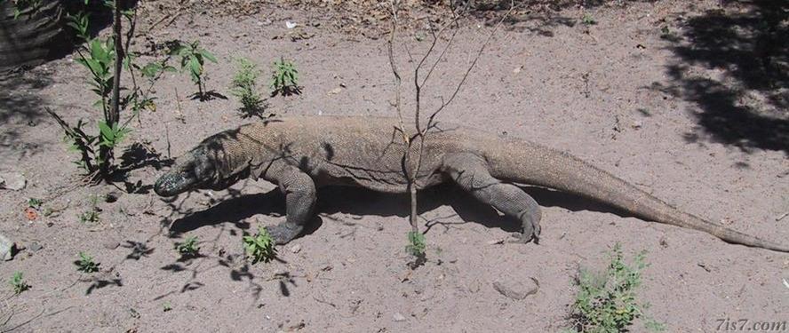 Komodo Dragon Walking