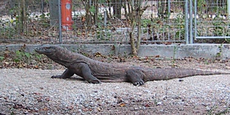 Dragon on Walkway