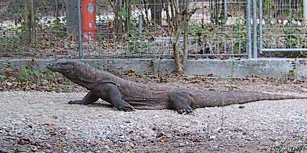 Komodo dragon on walkway
