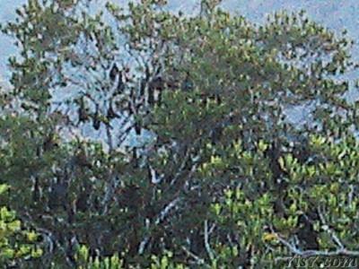 Giant fruit bats, flying foxes, hanging in trees