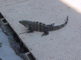 Iguana