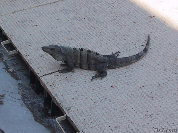 Iguana