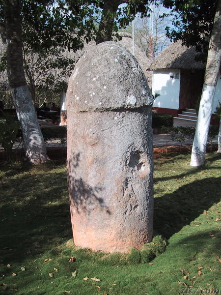 Phallus