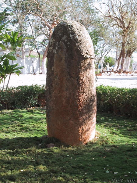 Phallus