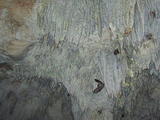 Bats in Cave