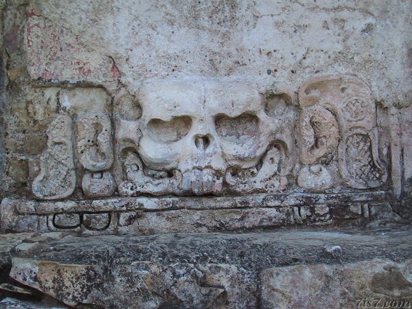 Rabbit Skull Carving 