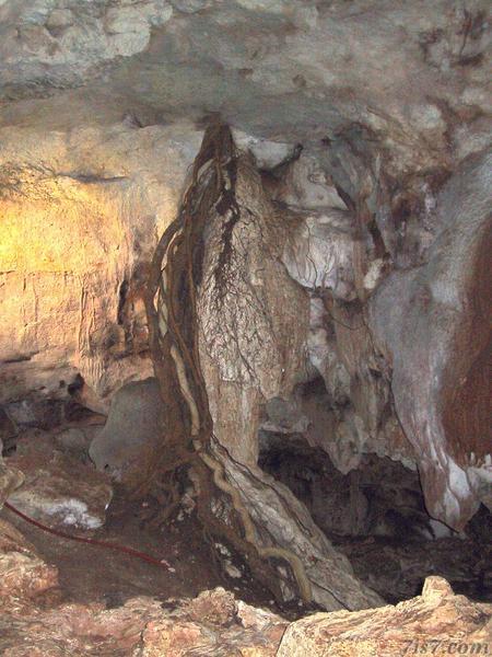Roots in Cave