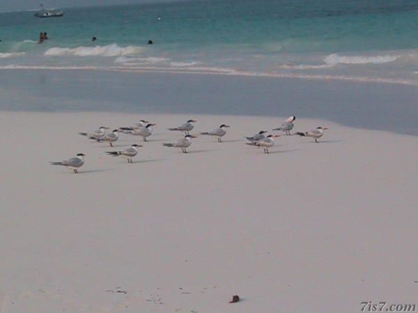 Birds
