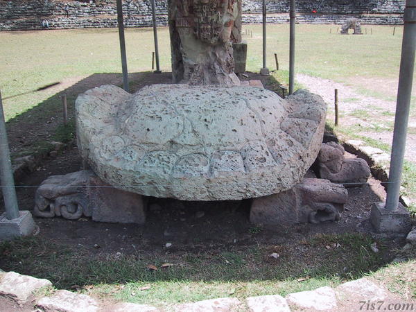Turtle