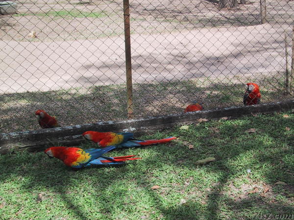 Guacamayas (Scarlet Macaws)