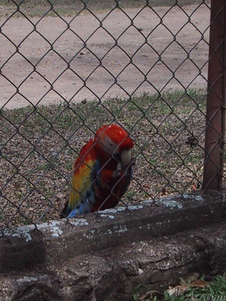 Solitary Guacamaya (Scarlet Macaw)