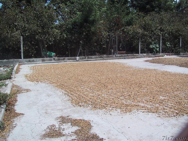 Drying Coffee