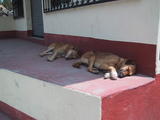 Sleeping Dogs