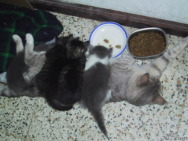 Kittens