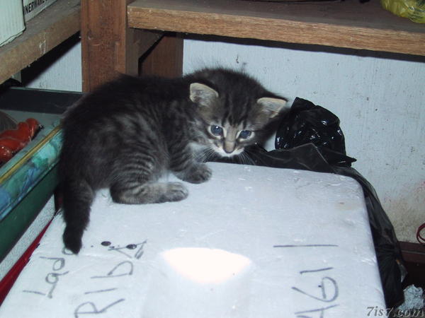 Willow