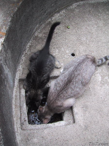 Cats Drinking