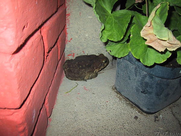 Garden Frog