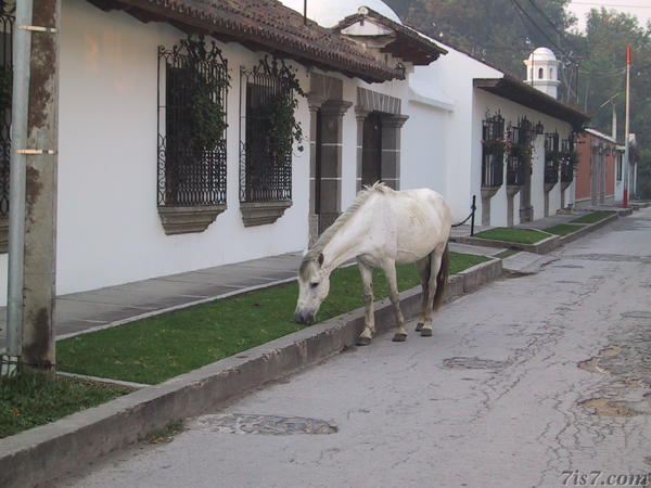White Horse