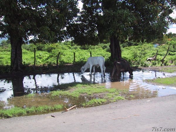Cows by Roadside