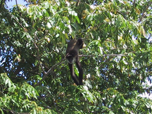 Monkey Island