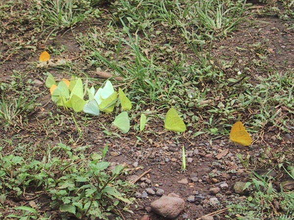 Butterflies