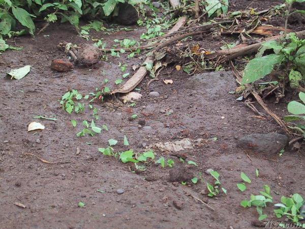 Leafcutter Ants