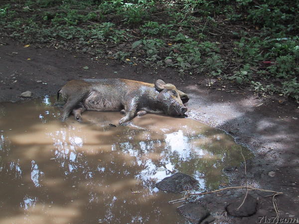 Pig in Pothole