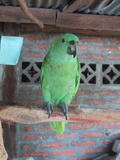 Green Parrot