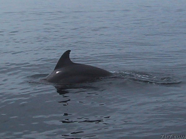 Dolphin
