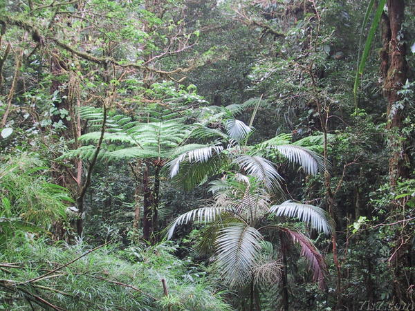 Rain Forest