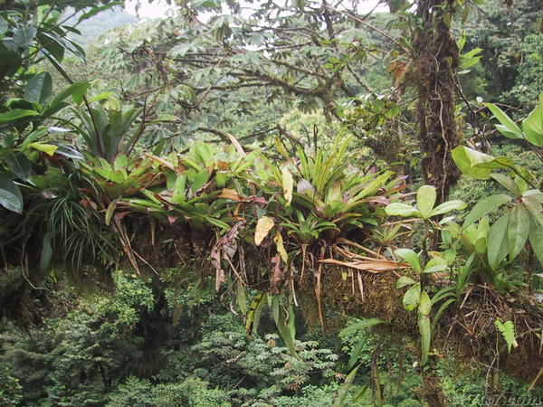 Rain Forest