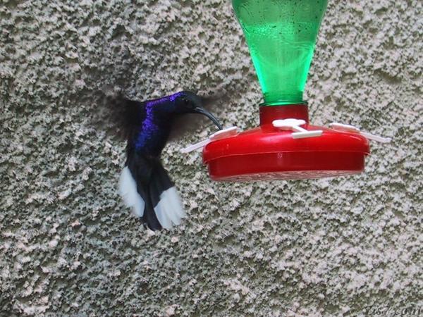 Hummingbird