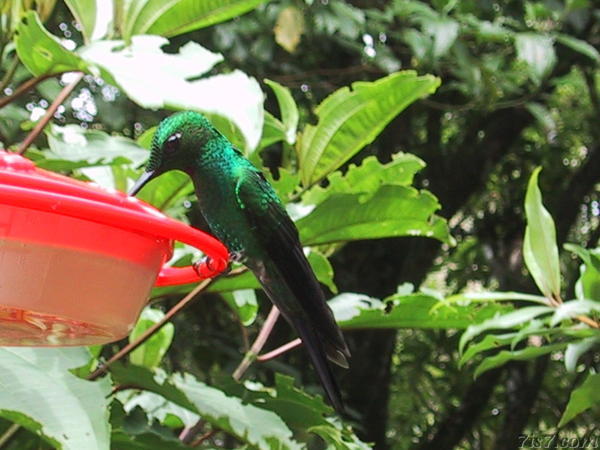 Hummingbird